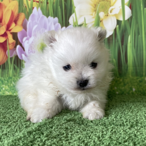 子犬