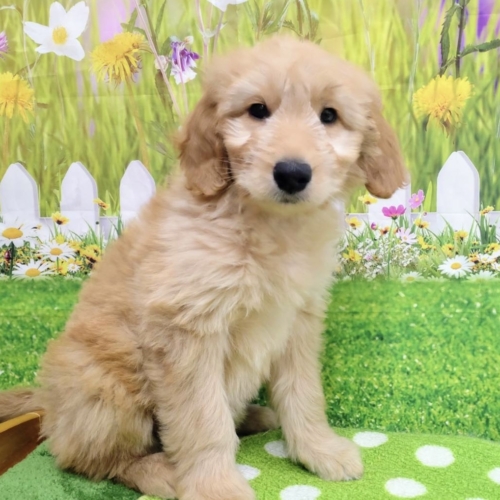子犬