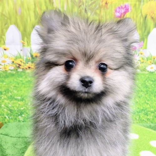子犬