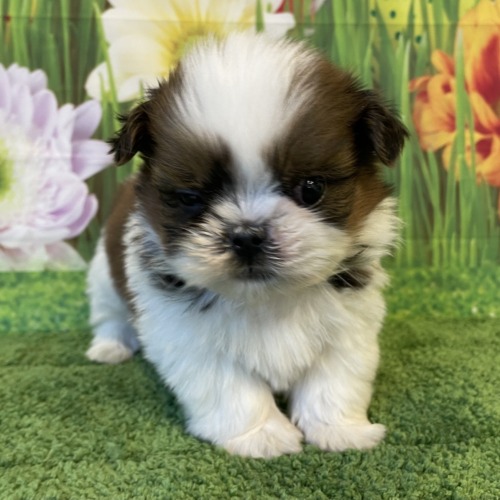子犬