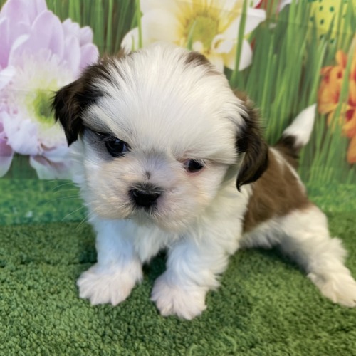 子犬