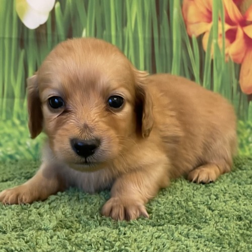 子犬