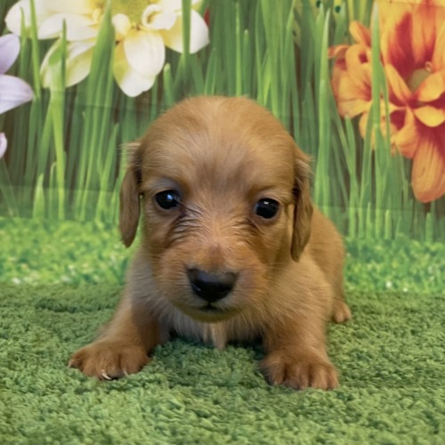 子犬