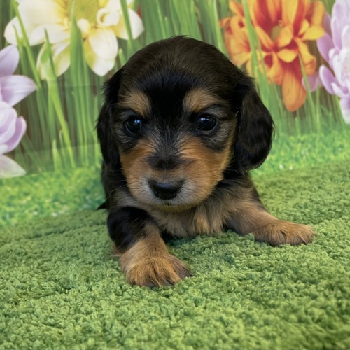 子犬