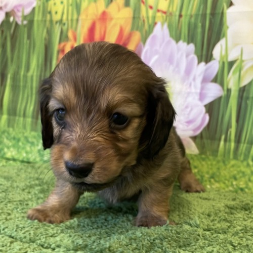 子犬