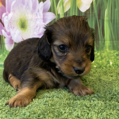 子犬