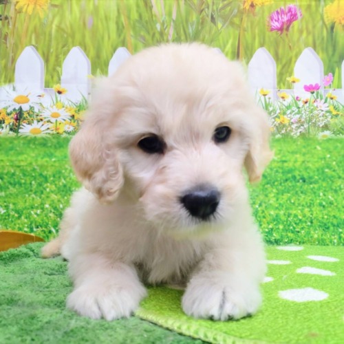 子犬