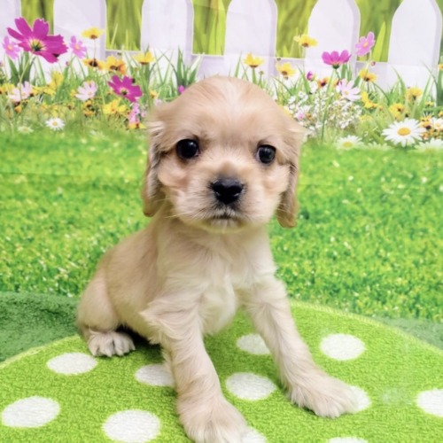 子犬