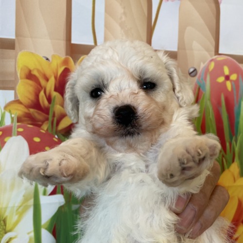 子犬