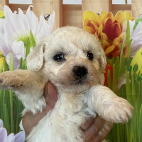 子犬