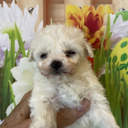 子犬