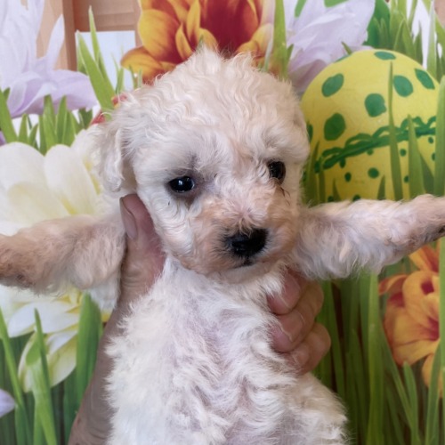 子犬