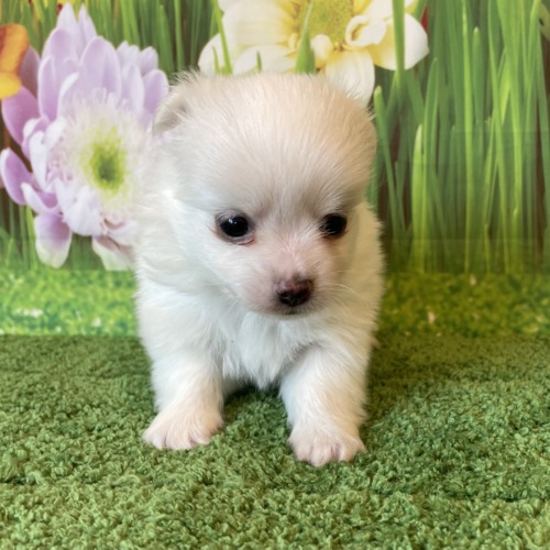 子犬
