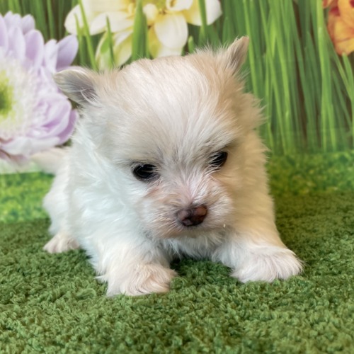子犬