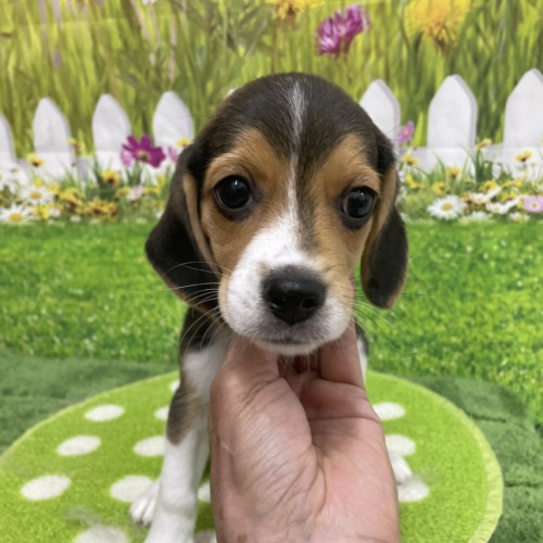 子犬