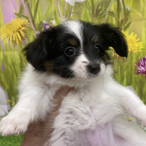 子犬
