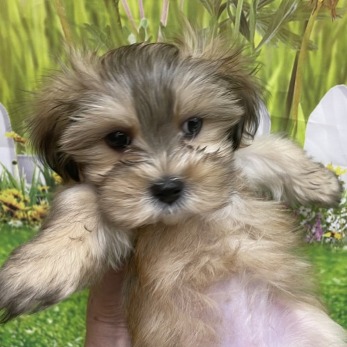 子犬