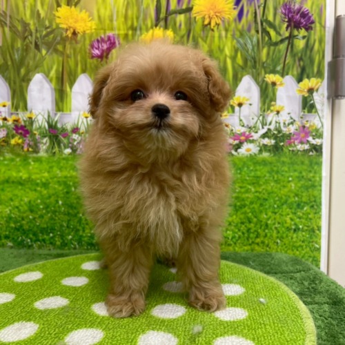 子犬