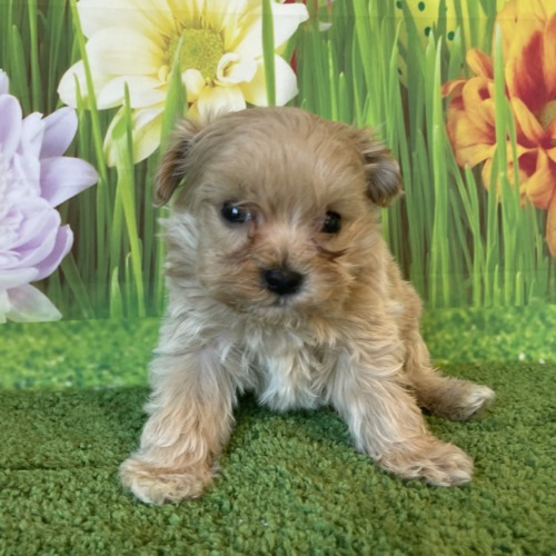 子犬