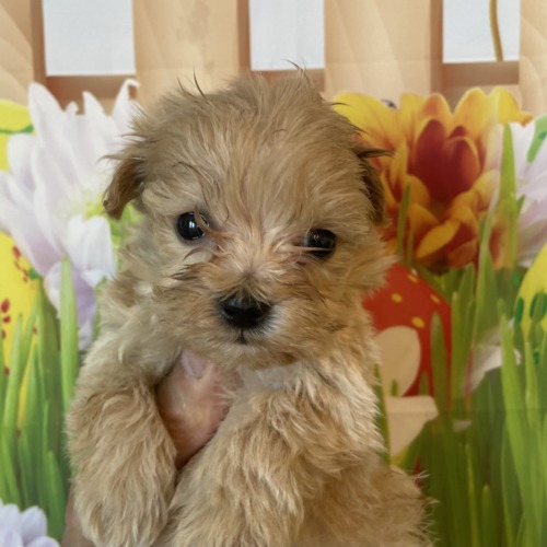 子犬