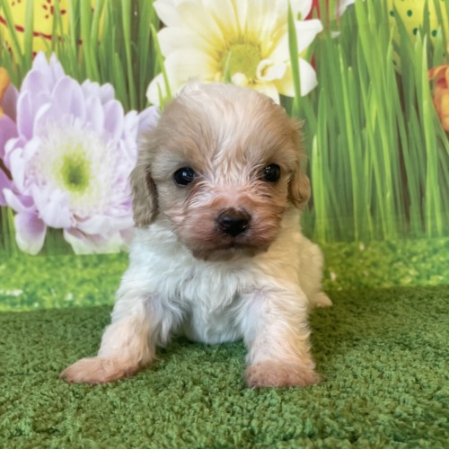 子犬