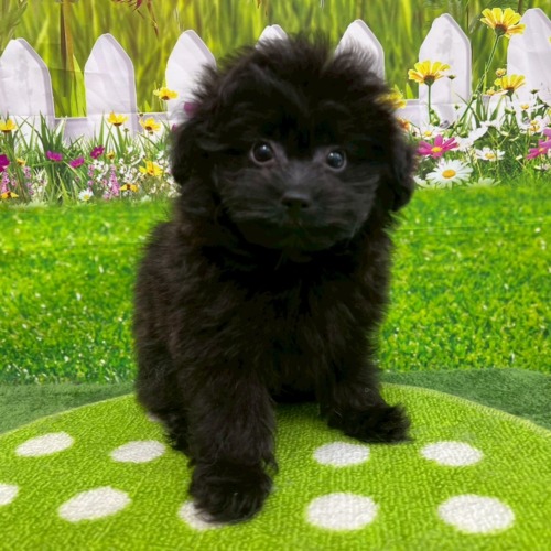 子犬