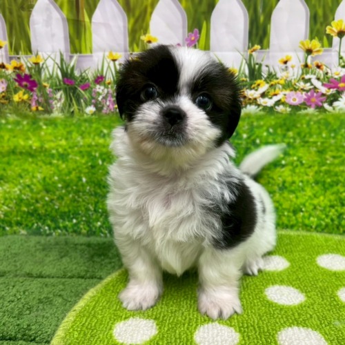 子犬