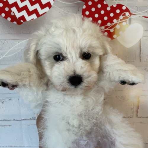 子犬