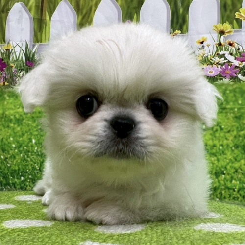 子犬