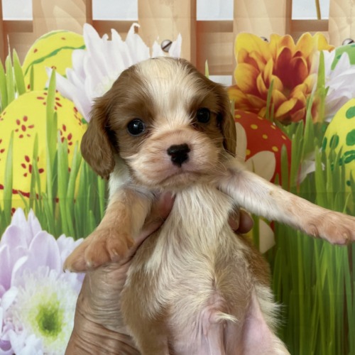 子犬