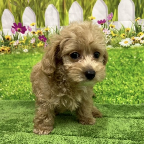 子犬