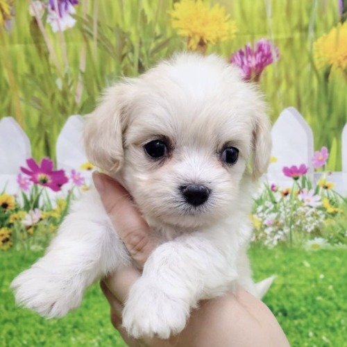 子犬
