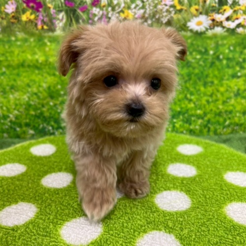 子犬