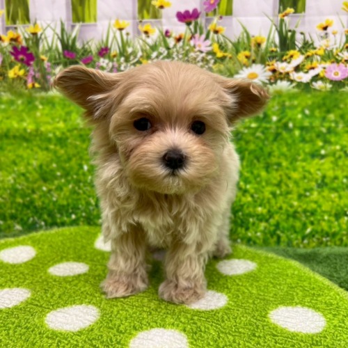 子犬