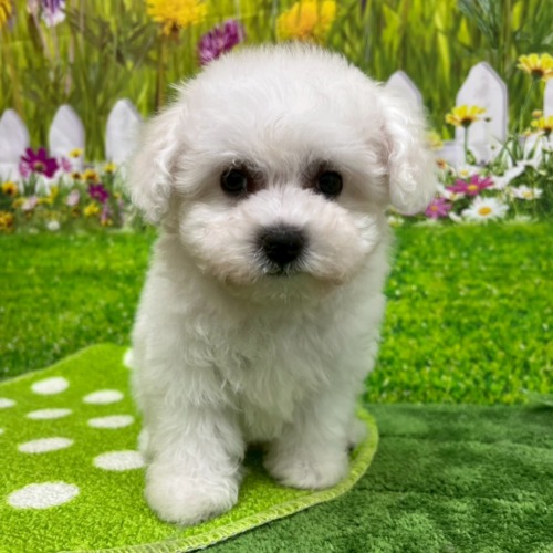 子犬