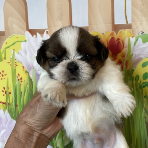 子犬