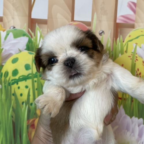 子犬