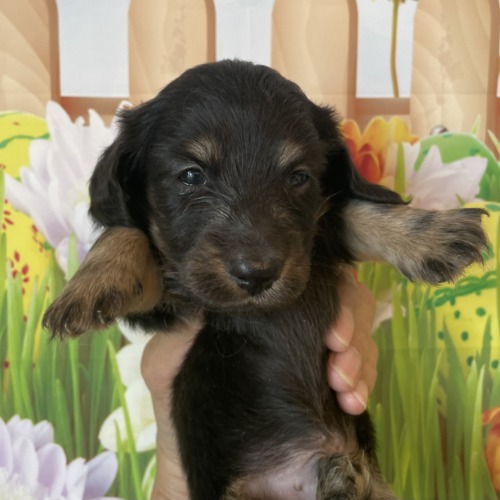 子犬