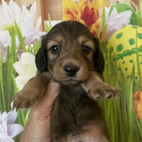 子犬