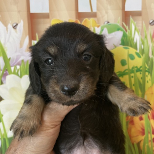 子犬