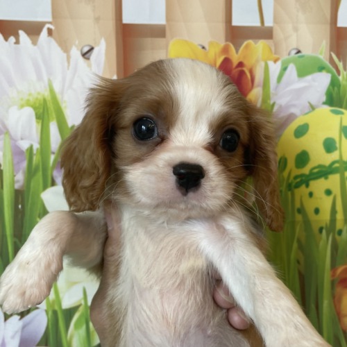 子犬