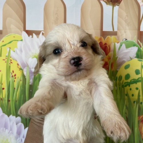 子犬