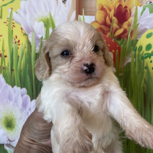 子犬