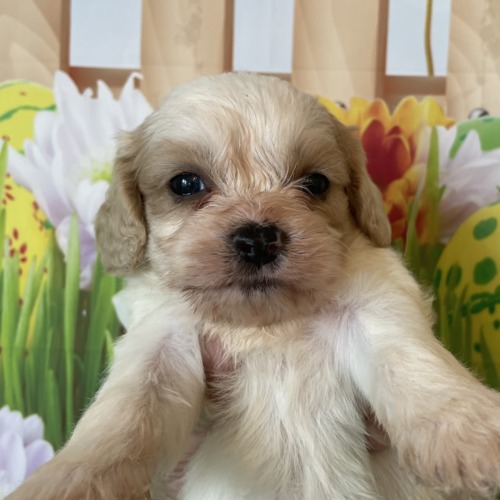 子犬
