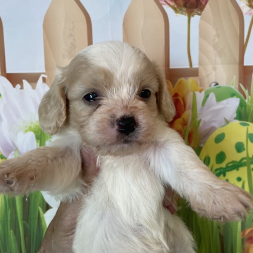 子犬