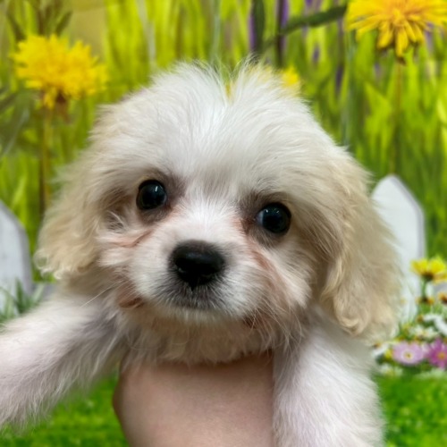 子犬