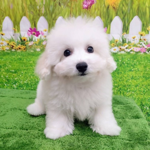 子犬