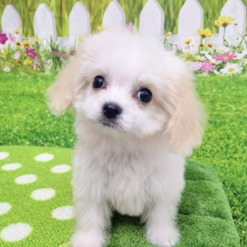 子犬