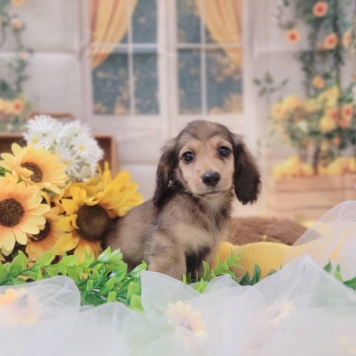 子犬