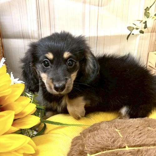 子犬
